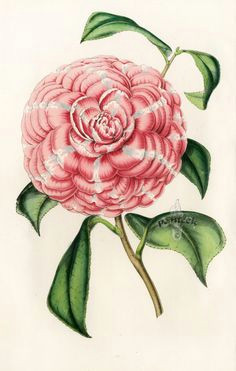 Drawing Of Camellia Flower 541 Best Flower Power Images Botanical Illustration Botanical Art