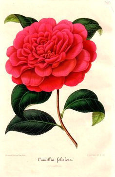 Drawing Of Camellia Flower 62 Best Camellia Tattoo Images Ink Flowers Floral Tattoos
