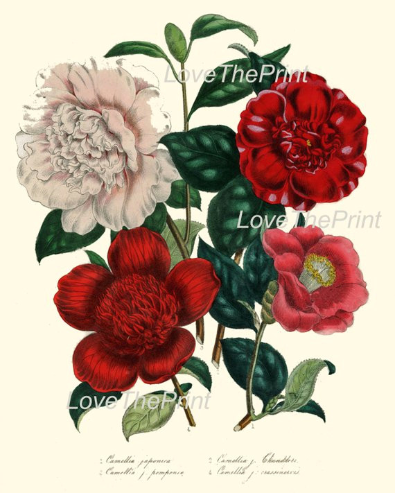 Drawing Of Camellia Flower Botanical Print Loudon Flower Art 3 Beautiful Camellia Bouquet Red