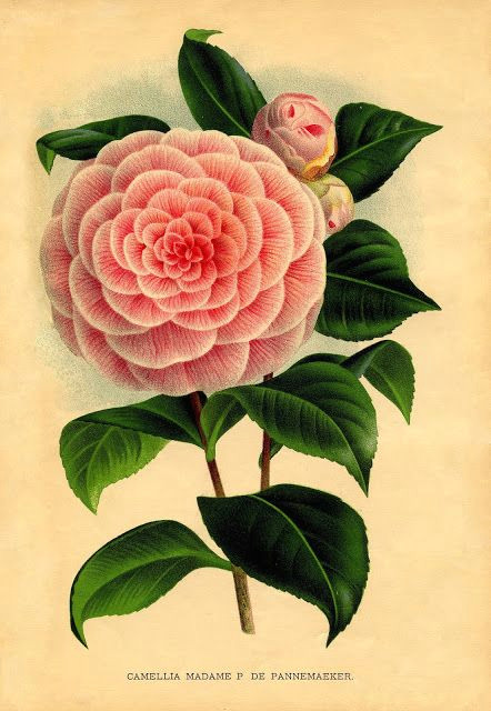 Drawing Of Camellia Flower Camellia Madame P De Pannemaeker Botany Prints Botanical
