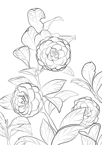 Drawing Of Camellia Flower Japanese Camellia Coloring Page Flower Coloring Coloring Pages