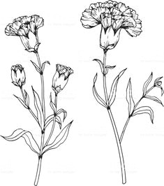 Drawing Of Carnation Flower 28 Best Line Drawings Of Flowers Images Flower Designs Drawing