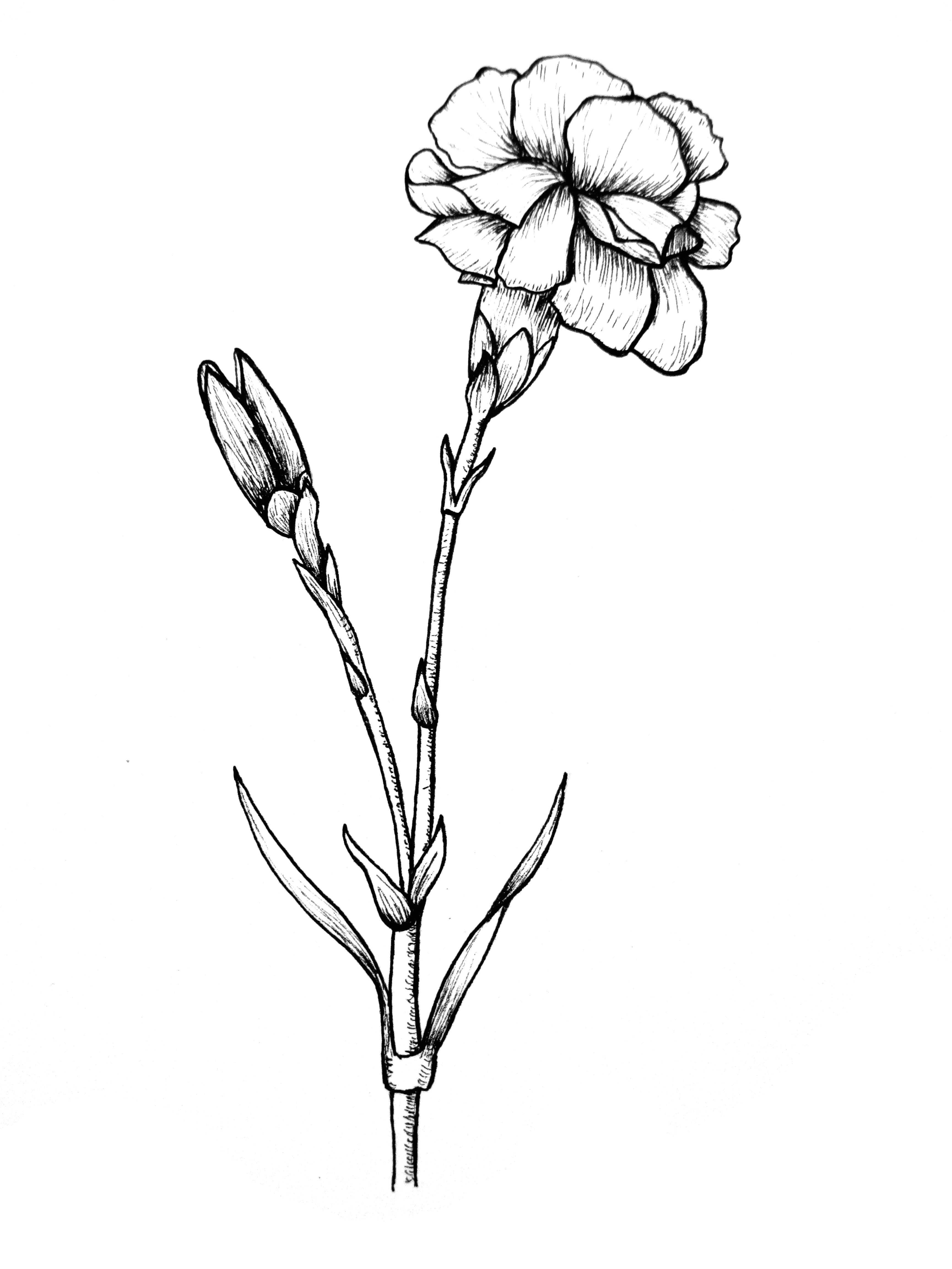 Drawing Of Carnation Flower Awesome Pencil Drawings Of Flowers and Vines Www Pantry Magic Com