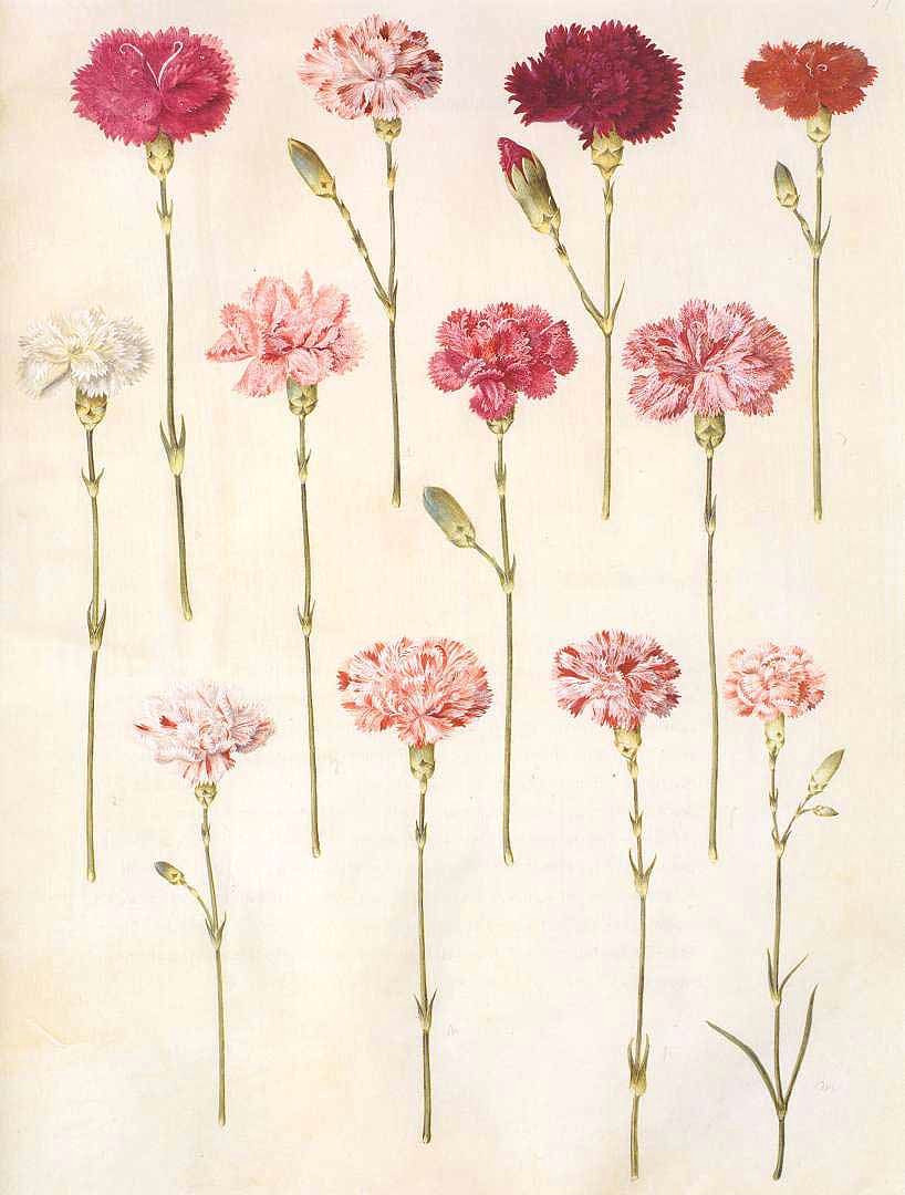 Drawing Of Carnation Flower Dianthus Carnation Botanical Ephemera and Prints Pinterest