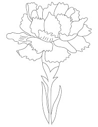Drawing Of Carnation Flower Image Result for Carnation Flowers Drawing Drawing Inspirations