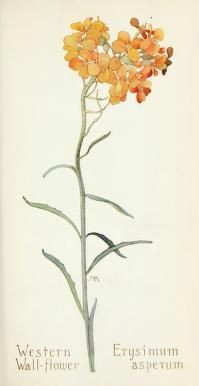 Drawing Of Cassia Flower 73 Best Art Margaret Armstrong Images Western Wild Botanical