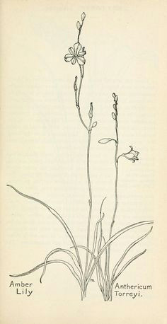 Drawing Of Cassia Flower 96 Best Watercolor Wildflowers Images Drawings Flowers