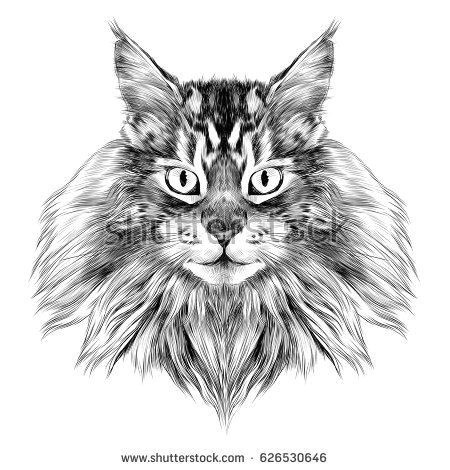 Drawing Of Cat Eye Cat Breed Maine Coon Face Sketch Vector Black and White Drawing