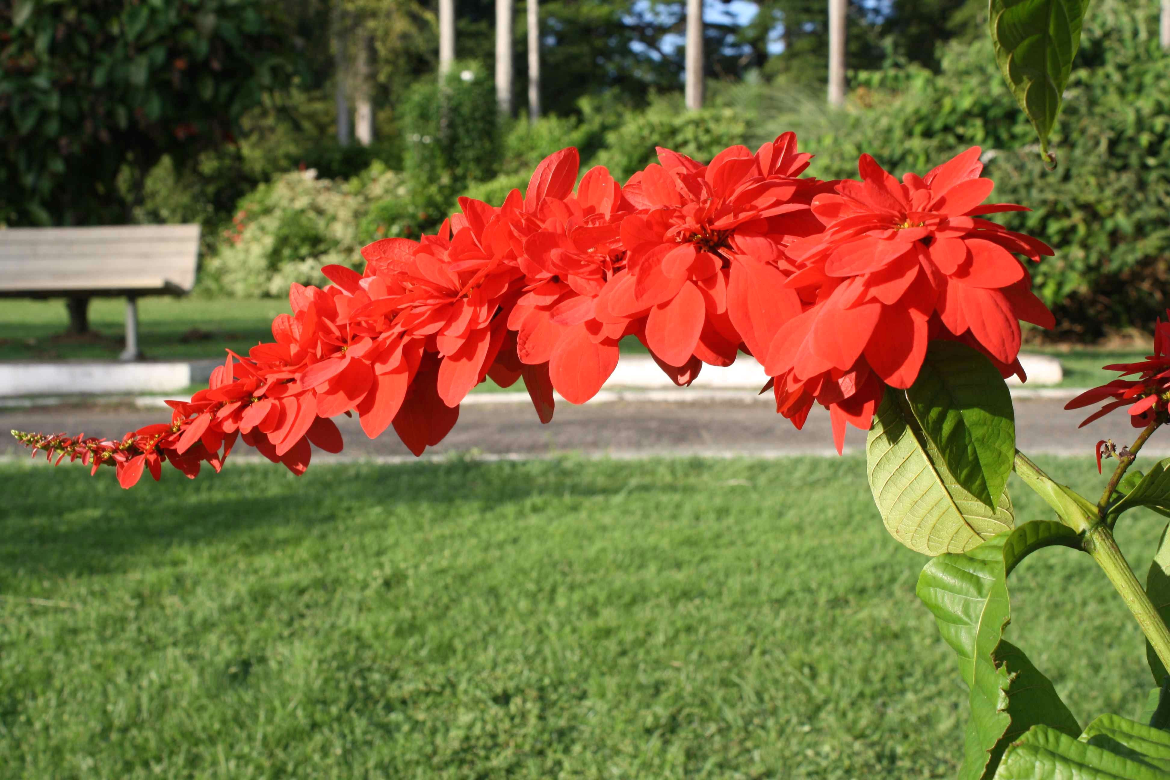 Drawing Of Chaconia Flower Chaconia Warszewiczia Coccinea Google Search Tats Trinidad