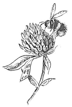 Drawing Of Clover Flower 20 Best Clover Flower Images Clover Tattoos Small Tattoo Tattoo