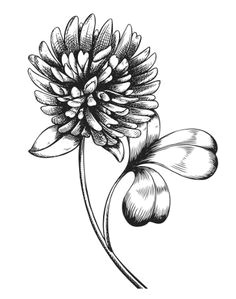 Drawing Of Clover Flower 20 Best Clover Flower Images Clover Tattoos Small Tattoo Tattoo