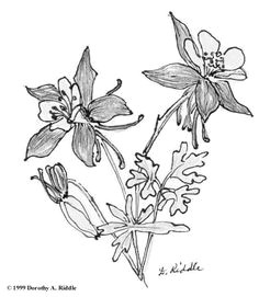 Drawing Of Columbine Flower 1412 Nejlepa A Ch Obrazka Z Nasta Nky Flower Drawings Drawings