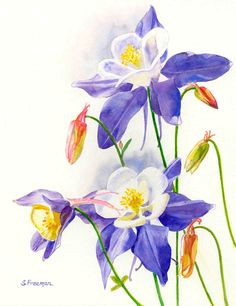 Drawing Of Columbine Flower 54 Best Watercolour Columbines Images Florals Beautiful Flowers
