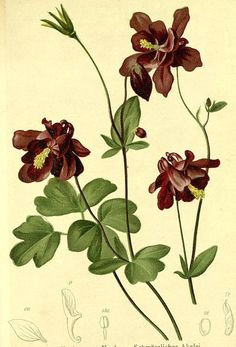 Drawing Of Columbine Flower 68 Best Columbines Images Flowers Botanical Art Botanical Drawings