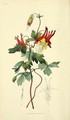 Drawing Of Columbine Flower 68 Best Columbines Images Flowers Botanical Art Botanical Drawings