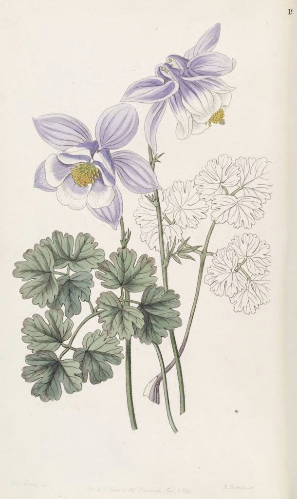 Drawing Of Columbine Flower Aquilegia Vulgaris Subsp Vulgaris as Aquilegia Jucunda Edwards S