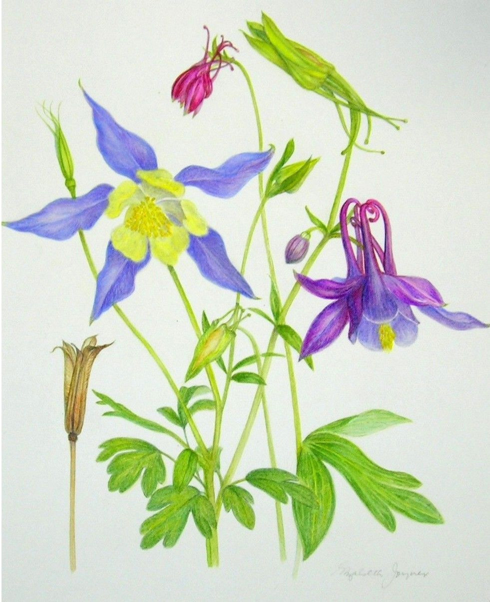 Drawing Of Columbine Flower Columbine Colorado State Flower Botanical Art Pinterest