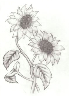 Drawing Of Complete Flower Credit Spreads In 2019 Drawings Pinterest Pencil Drawings