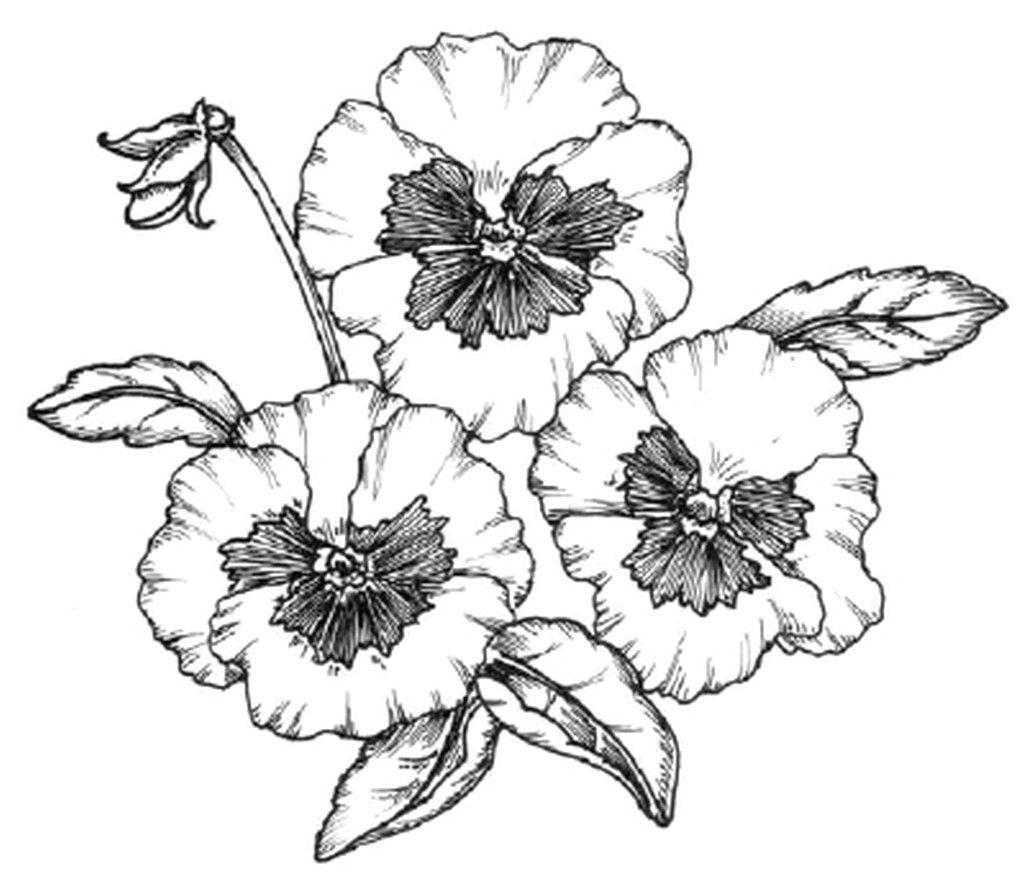 Drawing Of Complete Flower How to Create and Draw A Planting Plan You Can Use for Your Own