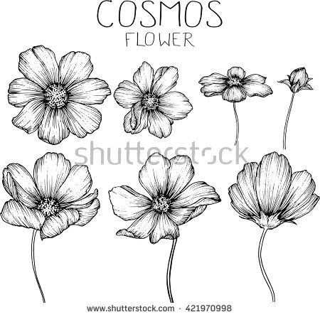 Drawing Of Cosmos Flower 527 Best Cosmos Flowers Images In 2019 Cosmos Flowers Beautiful