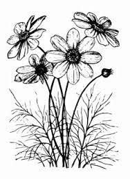 Drawing Of Cosmos Flower Cosmos Flower Drawing Google Search Zentangle Art Flowers