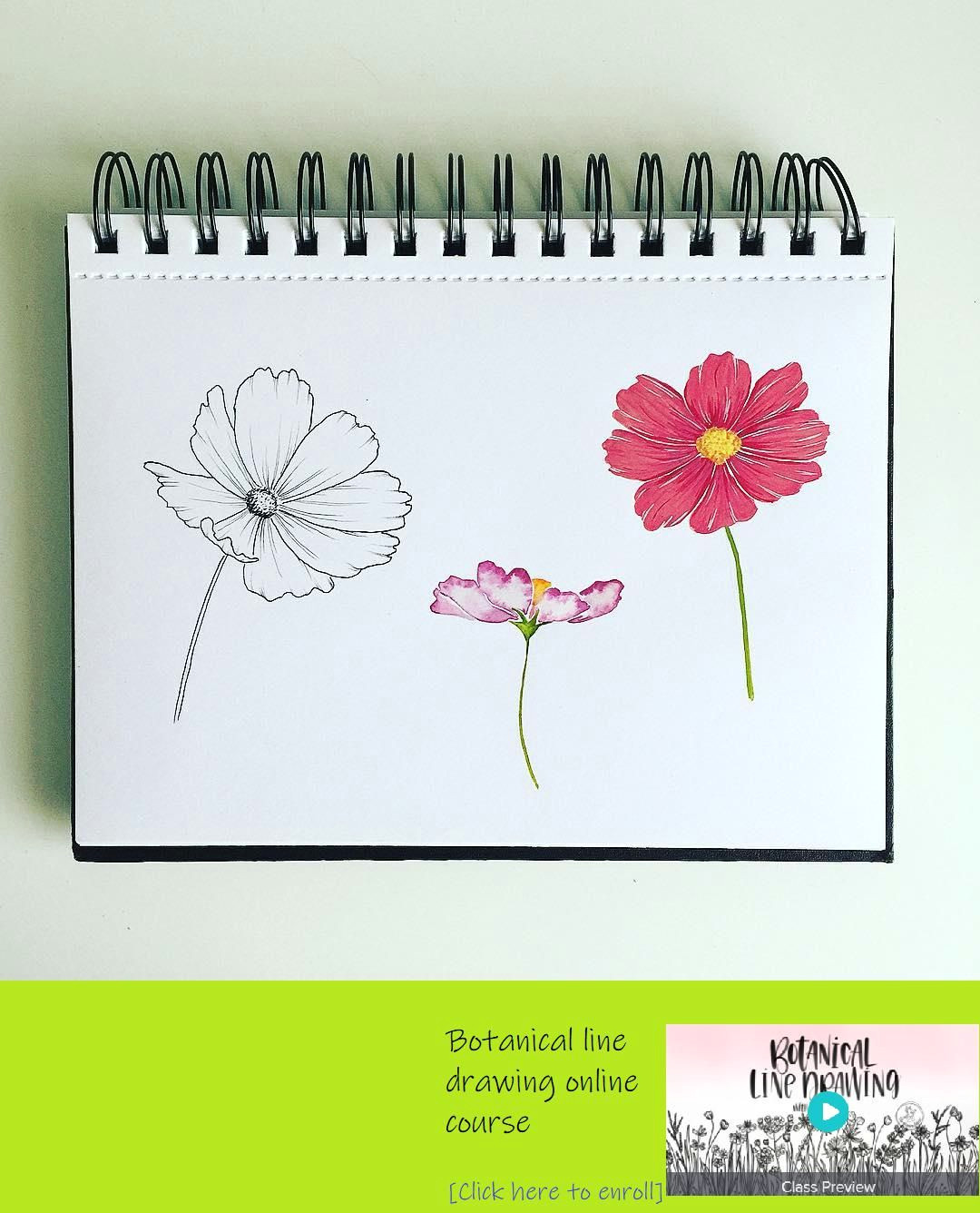Drawing Of Cosmos Flower Here S My Cosmos Flowers Three Different Ways for Inktober with