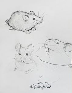 Drawing Of Cute Rat 454 Best Sketches Of Dormice Mice and Rats Images Art Pieces