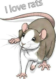 Drawing Of Cute Rat 56 Best Rats Images Ferret Cage Pet Cage Pet Rat Cages