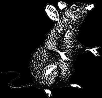 Drawing Of Cute Rat Grodylawks Aesthetic Rats In 2019 Rats Drawings Animal Drawings