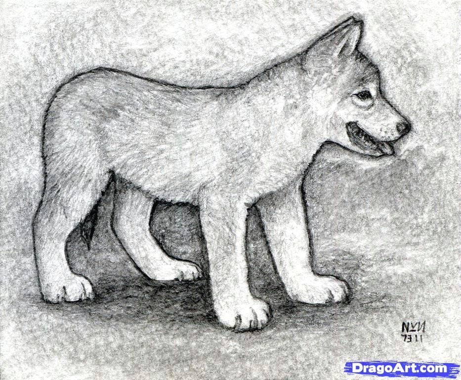 Drawing Of Cute Wolf Pup Amy Collacchi Amycollacchi On Pinterest