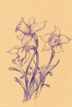 Drawing Of Daffodil Flower 126 Nejlepa A Ch Obrazka Z Nasta Nky Flowers Drawing Of Daffodil