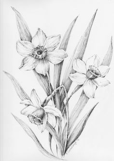 Drawing Of Daffodil Flower 126 Nejlepa A Ch Obrazka Z Nasta Nky Flowers Drawing Of Daffodil