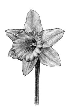 Drawing Of Daffodil Flower 126 Nejlepa A Ch Obrazka Z Nasta Nky Flowers Drawing Of Daffodil