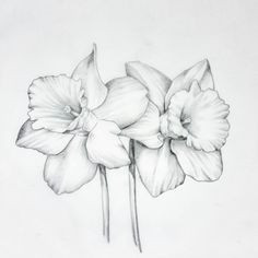 Drawing Of Daffodil Flower 126 Nejlepa A Ch Obrazka Z Nasta Nky Flowers Drawing Of Daffodil