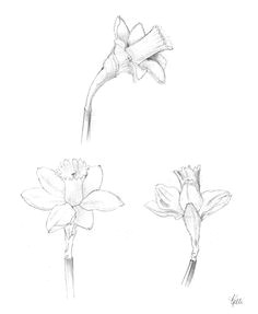 Drawing Of Daffodil Flower 126 Nejlepa A Ch Obrazka Z Nasta Nky Flowers Drawing Of Daffodil