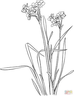 Drawing Of Daffodil Flower 126 Nejlepa A Ch Obrazka Z Nasta Nky Flowers Drawing Of Daffodil