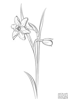 Drawing Of Daffodil Flower 126 Nejlepa A Ch Obrazka Z Nasta Nky Flowers Drawing Of Daffodil