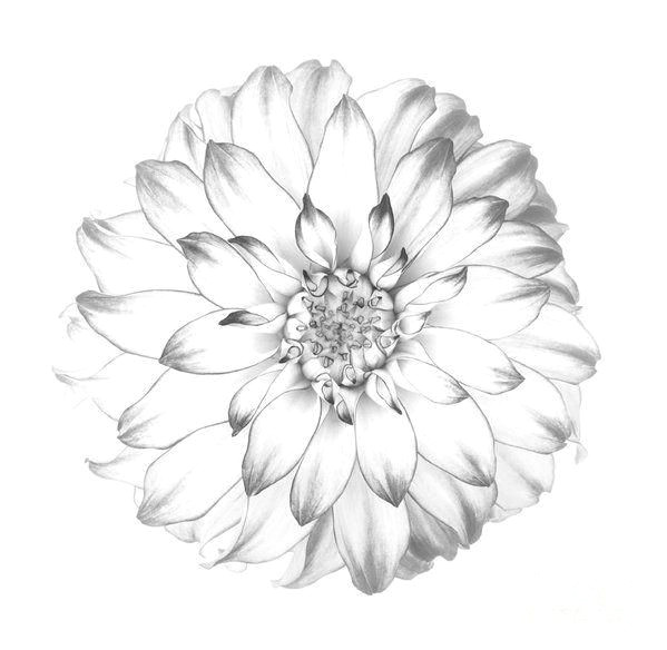 Drawing Of Dahlia Flower Dahlia Flower as Drawing In Black and White Art Print by Rosemary