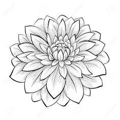 Drawing Of Dahlia Flower Image Result for Western themed Vines with Flowers Black and White