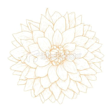 Drawing Of Dahlia Flower Vector Dahlia Flower isolated On White Background Dahlia Love