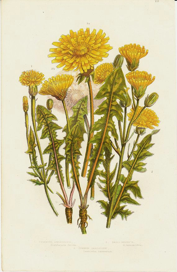 Drawing Of Dandelion Flower 1870 Botanical original Antique Print Yellow Flowers Dandelion