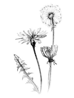 Drawing Of Dandelion Flower 21 Best Dandelion Tattoo Design Images Dandelion Tattoo Design