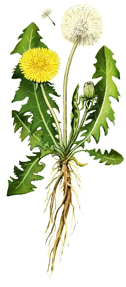 Drawing Of Dandelion Flower Common Dandelion Taraxacum Officinale Botanical Sketches