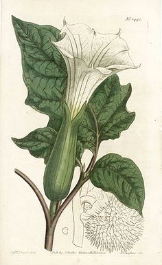 Drawing Of Datura Flower Datura