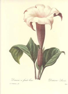 Drawing Of Datura Flower Datura