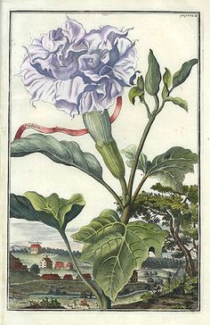 Drawing Of Datura Flower Datura