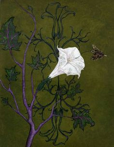 Drawing Of Datura Flower Datura