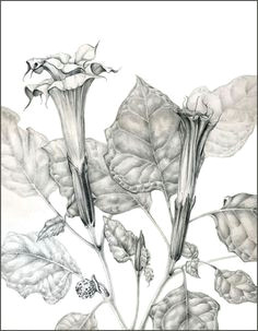 Drawing Of Datura Flower Die 125 Besten Bilder Von Pencil Drawings Black White Drawing S