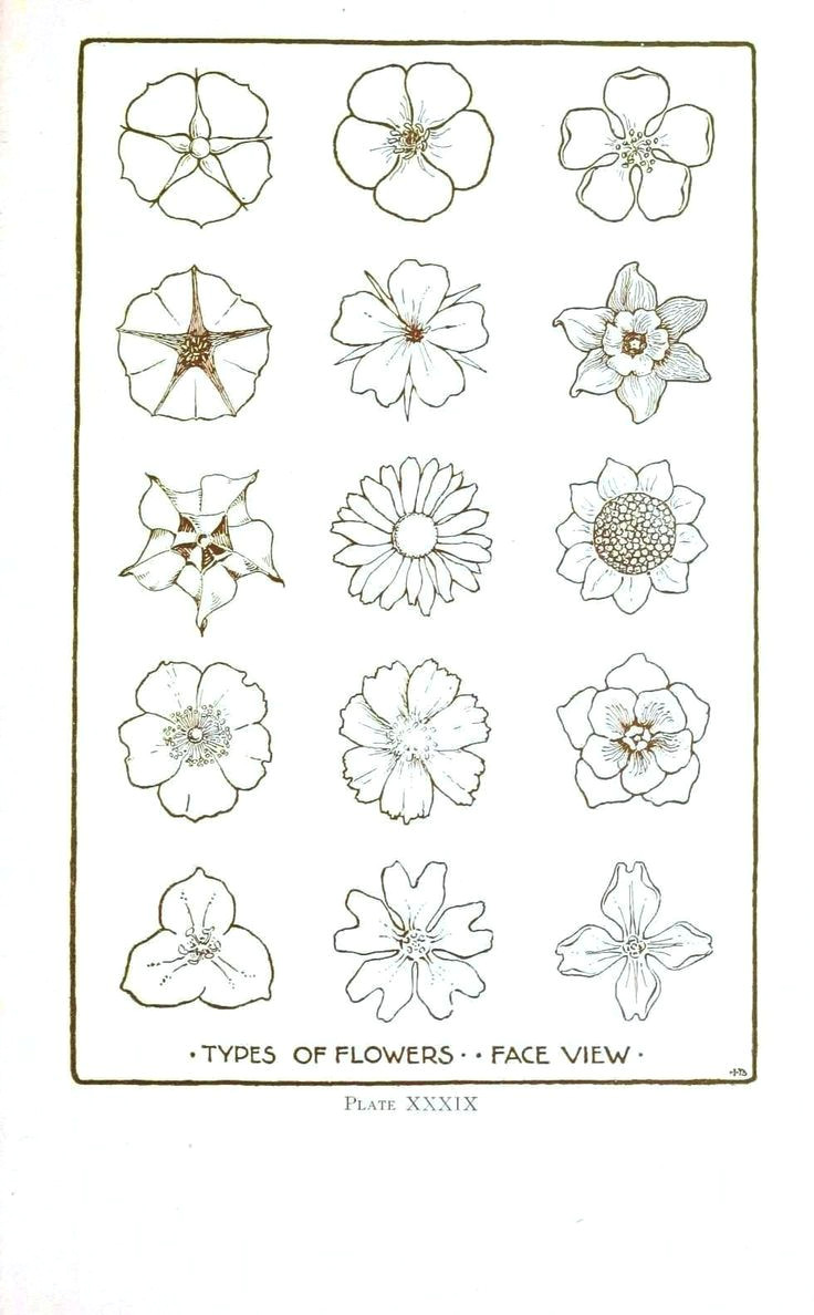 Drawing Of Different Flowers How to Draw Different Types Of Flowers Step by Step 25 Trending