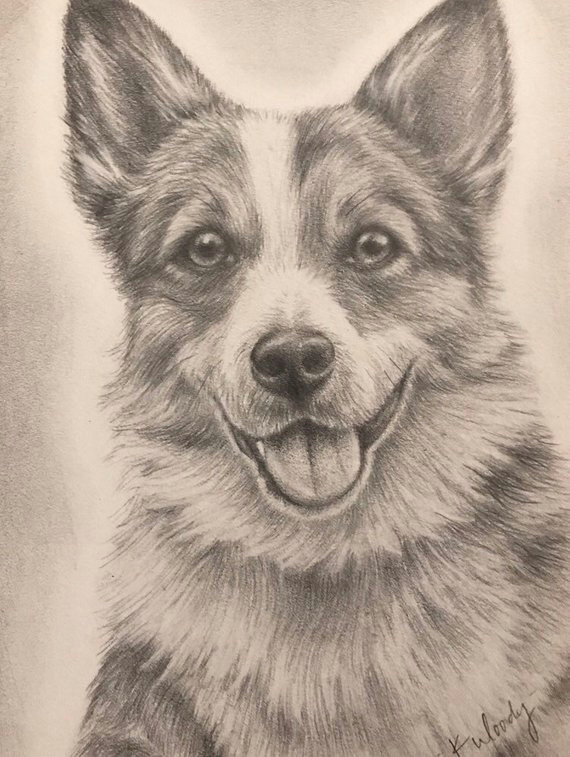 Drawing Of Dog Ears Custom Pet Portrait In Graphite Etsy